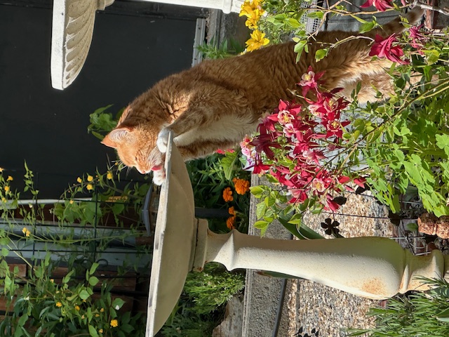 (a highly elusive little garden ralph...they're very rare)  :)